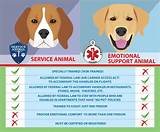 Service Dog Vs Emotional Support Dog
