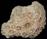 Coral Fossils Images