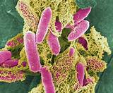 Where Can E Coli Be Found Images