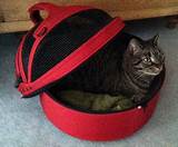 Best Cat Carrier For Long Car Trips Pictures