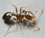 Zombie Fire Ants Pictures