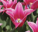 Flowers That Look Like Tulips