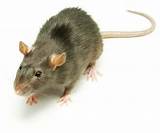 Control De Plagas Ratas Y Ratones