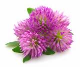 Picture Of Red Clover Flower