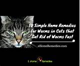 Photos of Cat Has Allergies Home Remedies