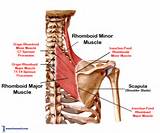 Images of Rhomboid Muscle Exercises