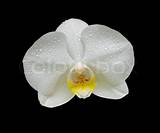 White Orchid Flower Images Images