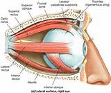 Eye Muscle Exercises Images