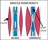 Muscle Pumping Exercises Pictures