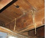Images of Termites Eat Treated Wood