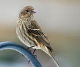 Pictures of All About Birds House Finch