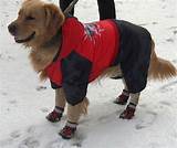 Images of Cheap Dog Boots For Winter