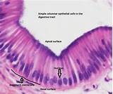 Where Can Epithelial Tissue Be Found Pictures
