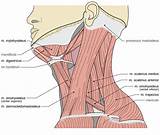 Exercises Jaw Muscles