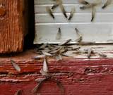 Pictures of Preventative Termite Treatment