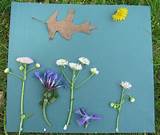 Spray Painting Real Flowers Images
