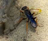 What Is Wasp In Cricket