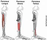 Exercises For Leg Muscle Strengthening Photos