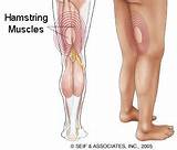Pictures of Thigh Muscle Exercises Knee