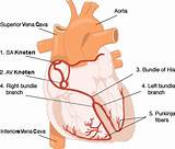 Electricity Of The Heart Images