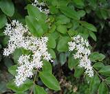 Fragrant White Flower Bush