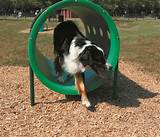 Photos of Doggie Playground Equipment