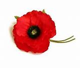 Poppy Flower Veterans Day Pictures