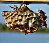 Removing Wasp Nest Photos