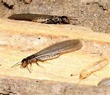 Images of Termite On Wood