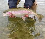 Pictures of Fly Fishing Lodge Montana