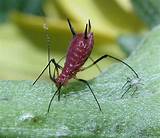 Aphid Pest Spray Images