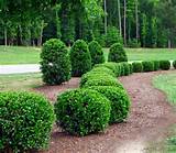 Images of Landscaping Shrubs