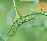 Photos of Caterpillars Pest Identification