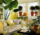 Decorating Indoors With Plants Pictures