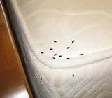 Moving After Bed Bug Treatment Photos