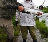 Sockeye Salmon Fishing Tips Photos