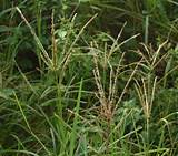 Images of Goosegrass Crabgrass Control