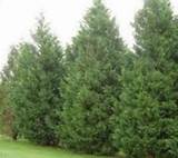Pictures of Cheap Cypress Trees