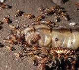 Termite Scientific Classification