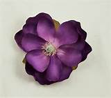 Purple Magnolia Flower Photos