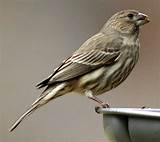 Female House Finch Photo Images