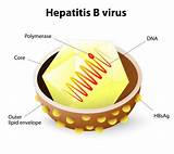 Latest Treatment For Hepatitis B Virus
