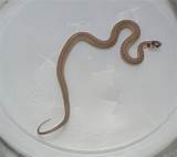Photos of Juvenile Black Rat Snake