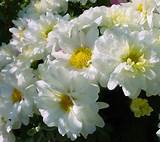 White Chrysanthemum Flower Images