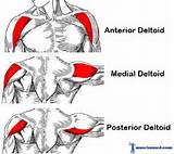 Images of Muscle Exercises For Deltoids