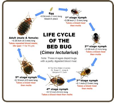 Images of Cleaning After Bed Bug Treatment
