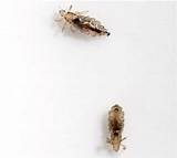 Images of Can You Use Lice Treatment For Bed Bugs