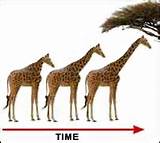 Images of Baptiste Lamarck Theory Evolution