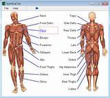 Exercises Muscles Of The Body