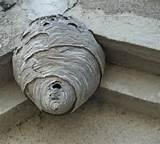 Photos of Paper Wasp Nest Removal